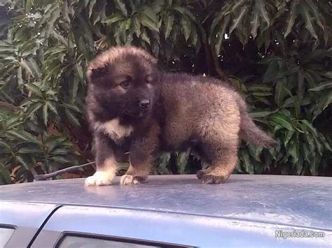 caucasian dog in nigeria|Caucasian Dogs & Puppies in Lagos for sale Prices on .